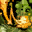 icon skill1020
